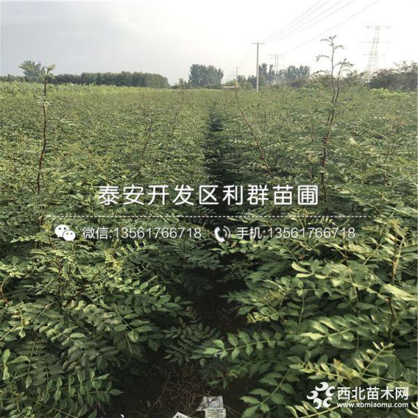 陕西花椒树苗、陕西大红袍花椒树苗、陕西大红袍花椒树苗价格