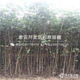 大红袍花椒苗、大红袍花椒树苗、大红袍花椒树苗价格多少