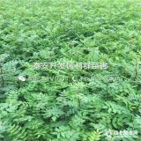 韓城大紅袍花椒苗、韓城大紅袍花椒樹(shù)苗價(jià)格多少