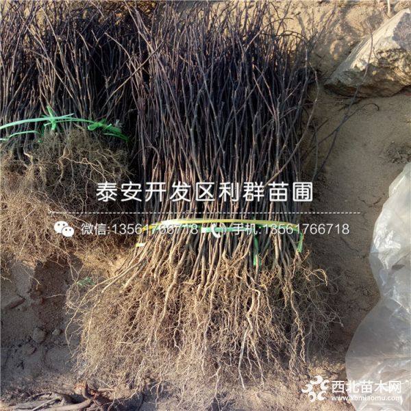 花椒苗出售、花椒苗多少錢一棵、花椒苗基地