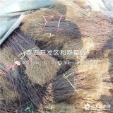 大红袍花椒苗、山东大红袍花椒苗、大红袍花椒苗价格多少