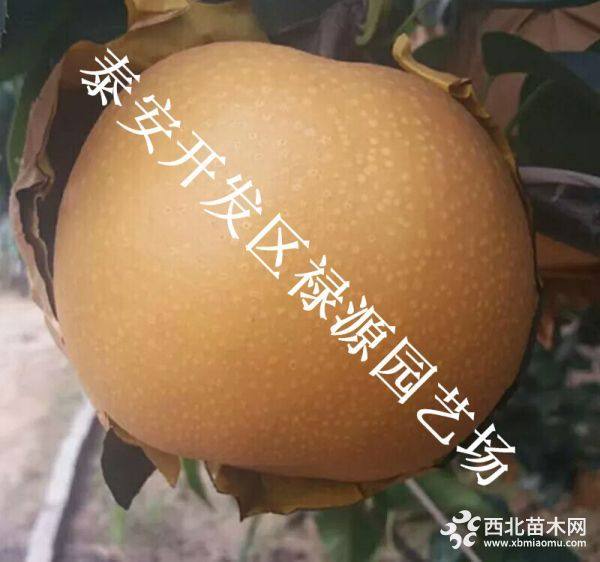 秋月梨树苗