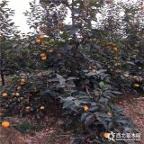 黑柿子樹苗  黑柿子樹苗種植基地