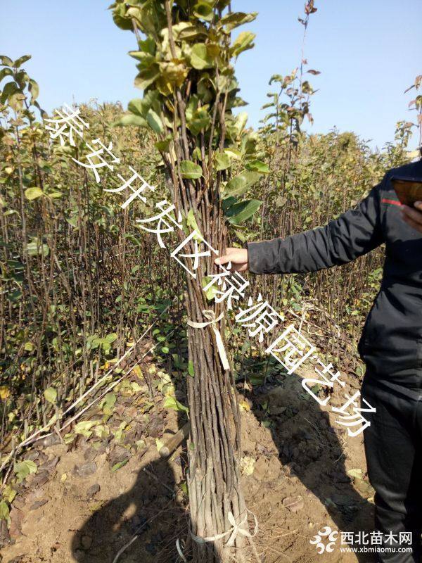 水晶梨树苗价格