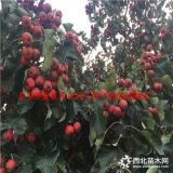 出售甜紅子山楂苗、甜紅子山楂苗價格多少