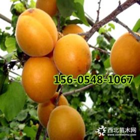 直銷1公分-2公分-3公分珍珠油苗價格