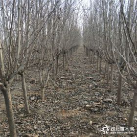 泰安木槿花基地木槿花报价表