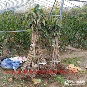 樱桃苗多少钱一根 一根樱桃树多少钱卖 批发核桃树苗基地