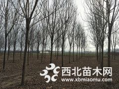 10公分白蠟價格，12公分白蠟樹多少錢