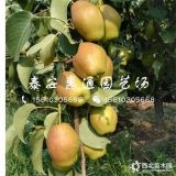 早酥紅梨樹(shù)苗、早酥紅梨樹(shù)苗價(jià)格及報(bào)價(jià)