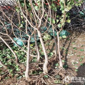 早红蜜杏树苗、5公分早红蜜杏树苗基地价格、