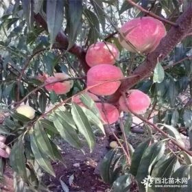 映霜红桃树苗价格、哪里有种植桃树苗、桃苗新品种