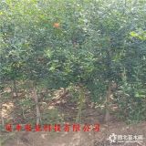 自家苗圃大量出售甜石榴樹苗 3公分石榴樹苗哪里有賣的出售價(jià)格