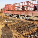 全红梨树苗、全红梨树苗价格多少、全红梨树苗基地