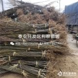 梨树苗、梨树苗价格、梨树苗基地