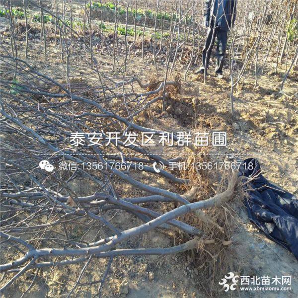 梨树苗、梨树苗价格、梨树苗基地