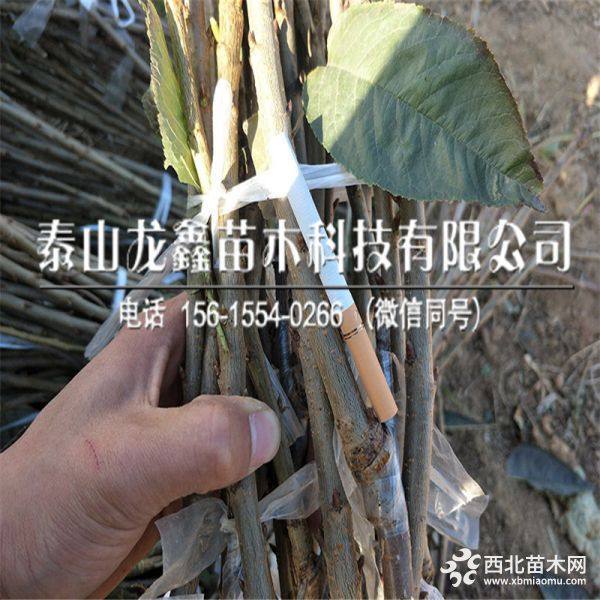 8公分矮化樱桃树苗