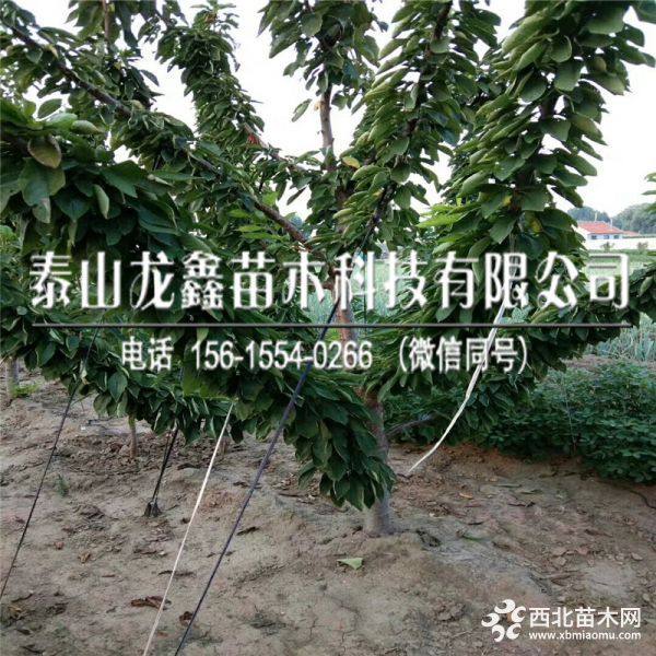 布鲁克斯樱桃苗