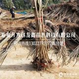 俄罗斯八号樱桃树苗基地、俄罗斯八号樱桃树苗厂家基地