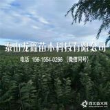 俄罗斯8号樱桃树苗、俄罗斯8号樱桃树苗基地、