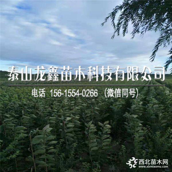 俄罗斯8号樱桃树苗