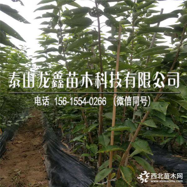 俄罗斯8号樱桃树苗