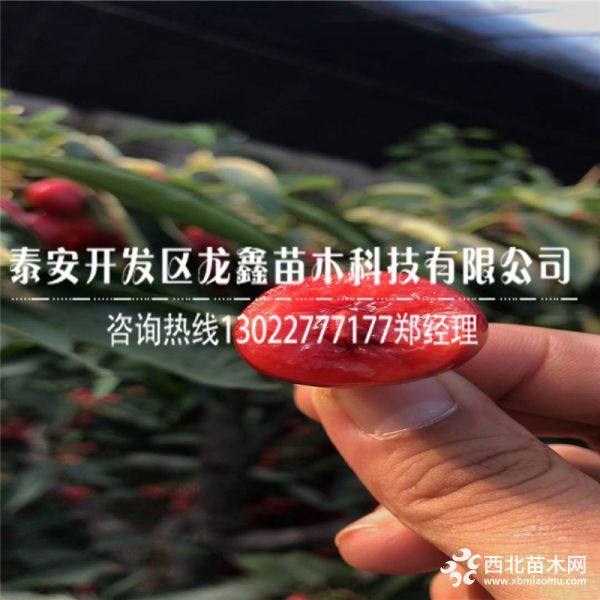 1公分俄罗斯八号樱桃树苗