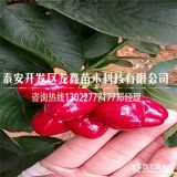 2公分矮化樱桃树苗供应价格.