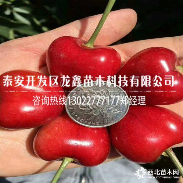 1公分俄罗斯八号樱桃树苗