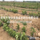 俄罗斯八号樱桃树苗、俄罗斯八号樱桃树苗厂家基地、