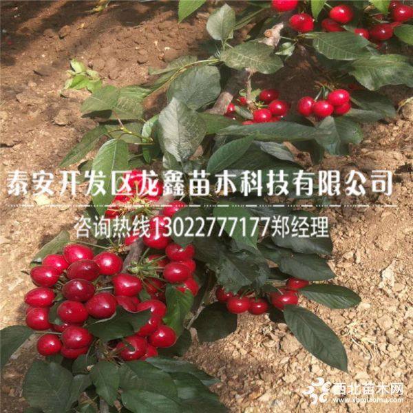 俄罗斯八号樱桃树苗