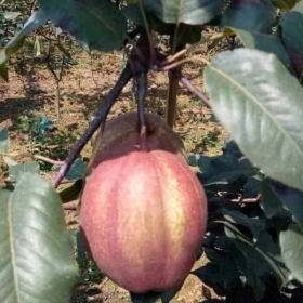 早酥红梨树苗、梨树苗价格、哪里种植梨树苗