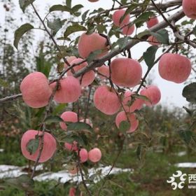 早熟苹果苗品种 烟富0苹果苗 苹果苗批发基地