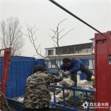 赞皇大枣树苗哪里有卖的 赞皇大枣树苗多少钱一棵