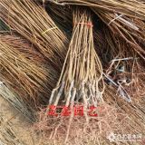 哪里有5-8公分杏樹(shù) 自家苗圃大量出售杏樹(shù) 杏樹(shù)苗價(jià)格多少錢(qián)