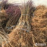 富岛红桃树苗示范基地、富岛红桃树苗品种介绍