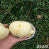 水蜜桃树苗价格多少、水蜜桃树苗哪家质量好