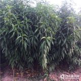 映霜紅桃樹苗報(bào)價(jià)一覽表、映霜紅桃樹苗種植技術(shù)價(jià)格