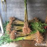 胭脂脆桃树苗多少钱一棵、胭脂脆桃树苗什么时候种植