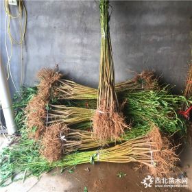 黄桃苗、黄桃苗批发基地