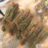 风味皇后油蟠桃树苗、风味皇后油蟠桃树苗价格行情分析