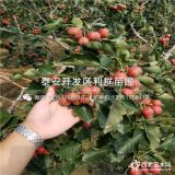 甜紅子山楂苗、甜紅子山楂苗價(jià)格多少、甜紅子山楂苗基地