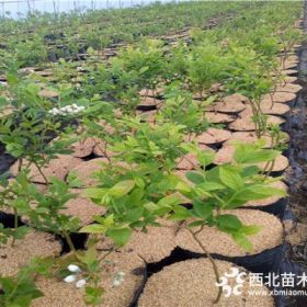 夏普蓝蓝莓树苗价格、夏普蓝蓝莓树苗基地、