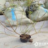 康维尔蓝莓苗每日价格、3年康维尔蓝莓苗价格