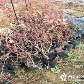 美登蓝莓苗每日价格、3年美登蓝莓苗价格