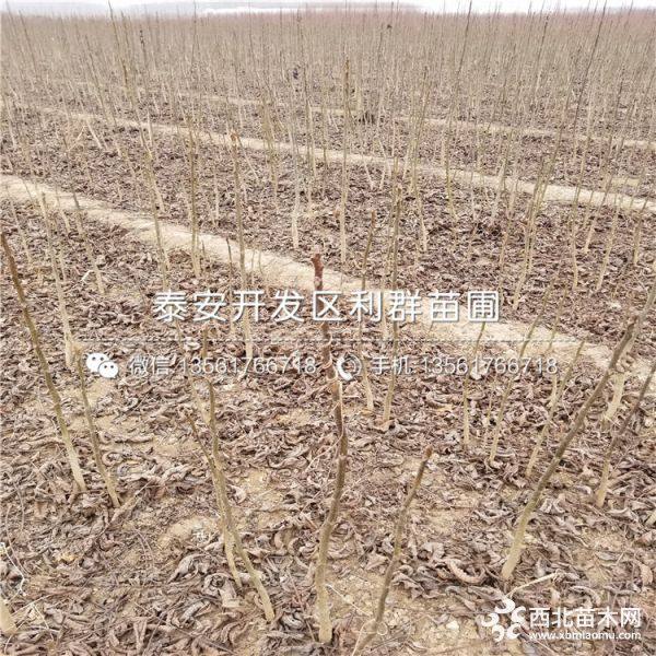 鲁光核桃苗、鲁光核桃树苗、鲁光核桃树苗价格