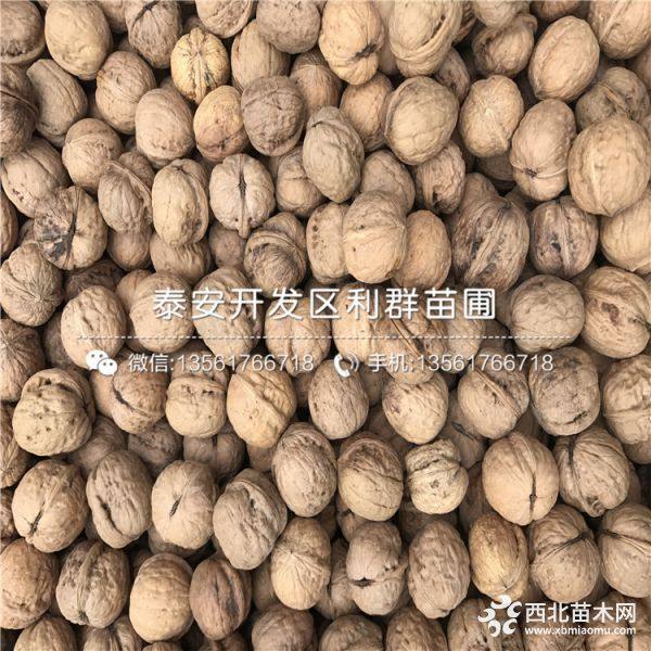 薄皮核桃苗、新品种薄皮核桃苗、薄皮核桃苗价格多少