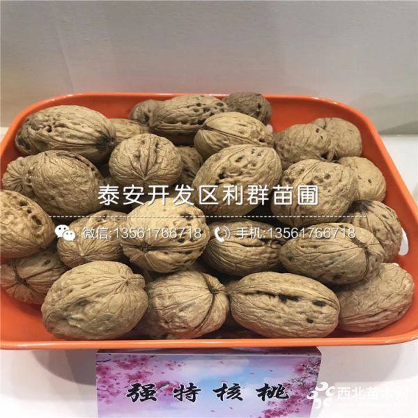 清香核桃樹(shù)苗