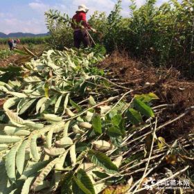 三年高产 板栗小苗 板栗苗价格 快递到家 板栗树苗