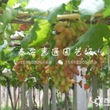 无核早红葡萄苗基地、无核早红葡萄苗哪里有